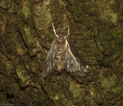 Chaliniastis astrapaea