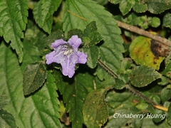 Strobilanthes rankanensis