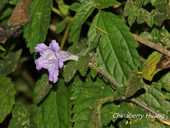 Strobilanthes rankanensis