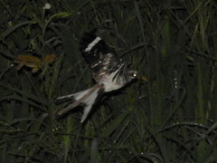 Hydropsalis climacocerca
