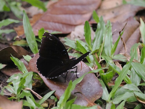 Stibochiona schoenbergi