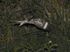 Hydropsalis climacocerca