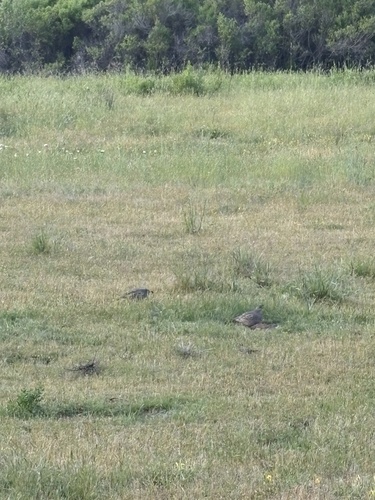 iNaturalist observation photo of California Quail