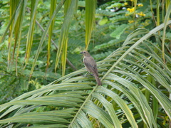 Molothrus bonariensis