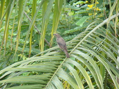 Molothrus bonariensis