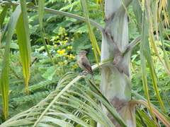 Molothrus bonariensis