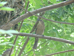 Molothrus bonariensis