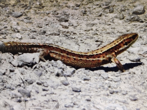 Viviparous Lizard
