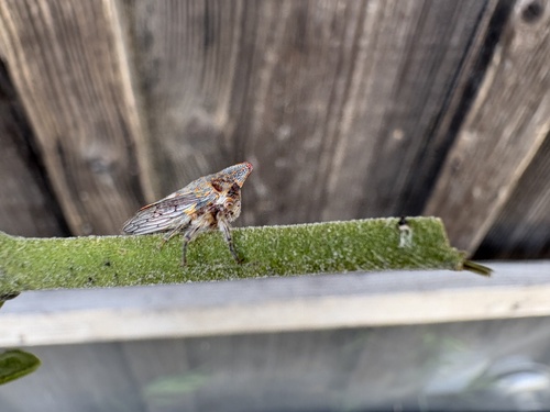 iNaturalist observation photo of Oak Treehopper