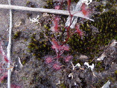 Drosera peltata