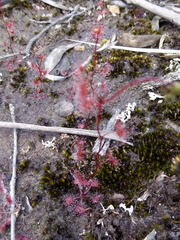 Drosera peltata