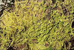 Lophocolea semiteres