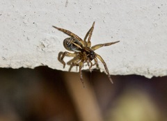 Artoriopsis
