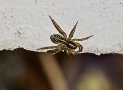Artoriopsis