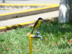 Myiozetetes cayanensis