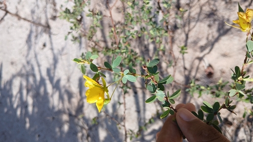 Chamaecrista ramosa
