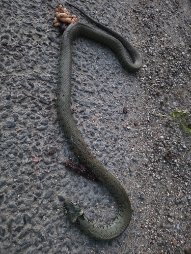 Barred Grass Snake