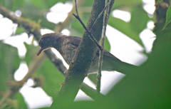 Turdus maculirostris