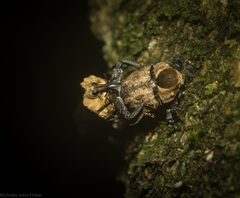 Brachyphyes thoracicus