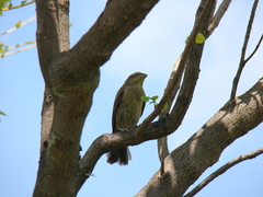 Saltator striatipectus