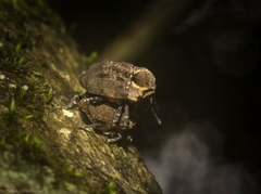 Brachyphyes thoracicus