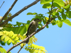 Saltator striatipectus