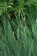 Elymus lolioides