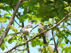 Mimus gilvus