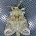 Heterocampa astartoides - Photo (c) krancmm,  זכויות יוצרים חלקיות (CC BY-NC), הועלה על ידי krancmm