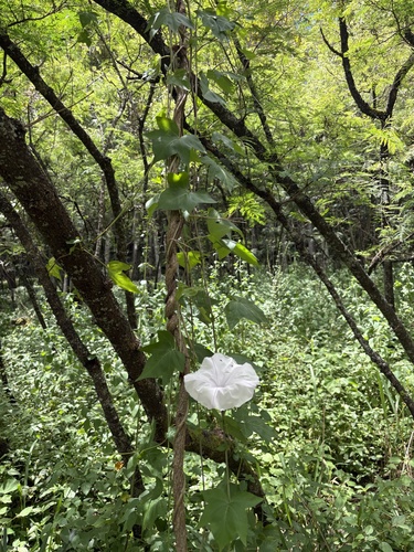 Ipomoea alba observed 2026-05-22