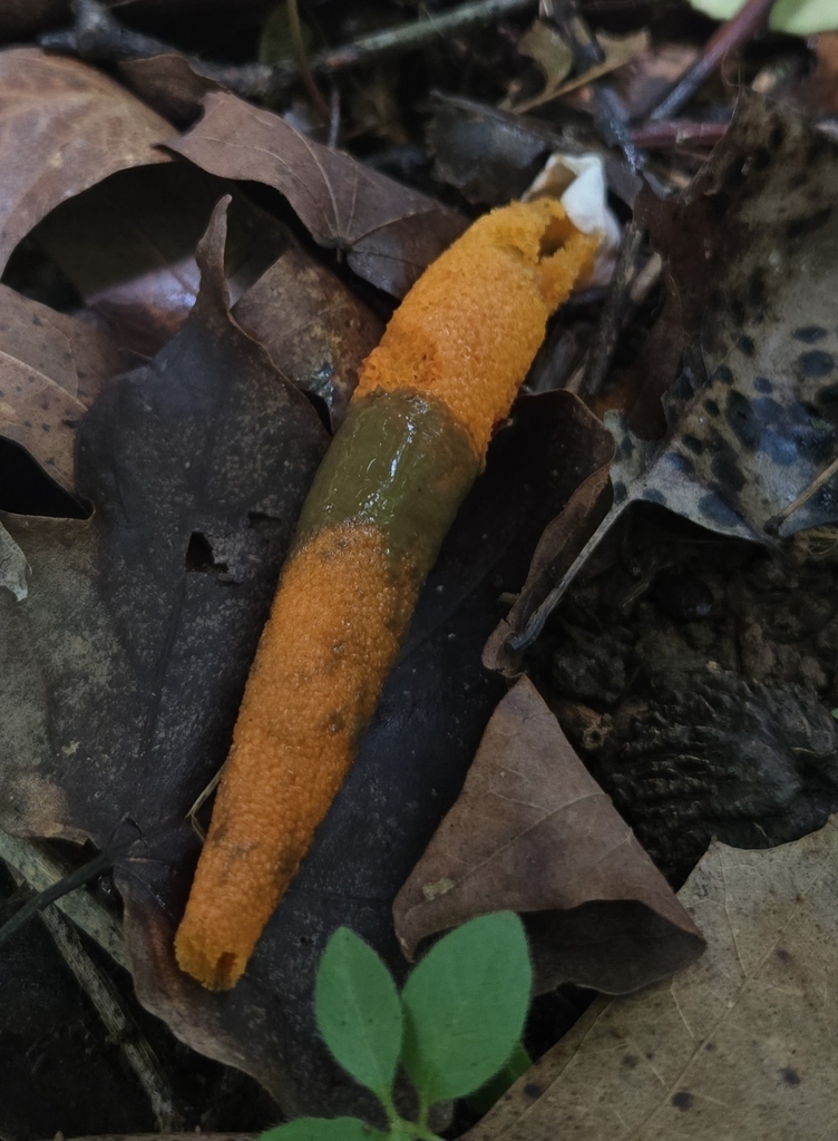 devil's dipstick · May 2026 · photo: Photo: (c) Ben Gruhot, some rights reserved (CC BY) · iNaturalist