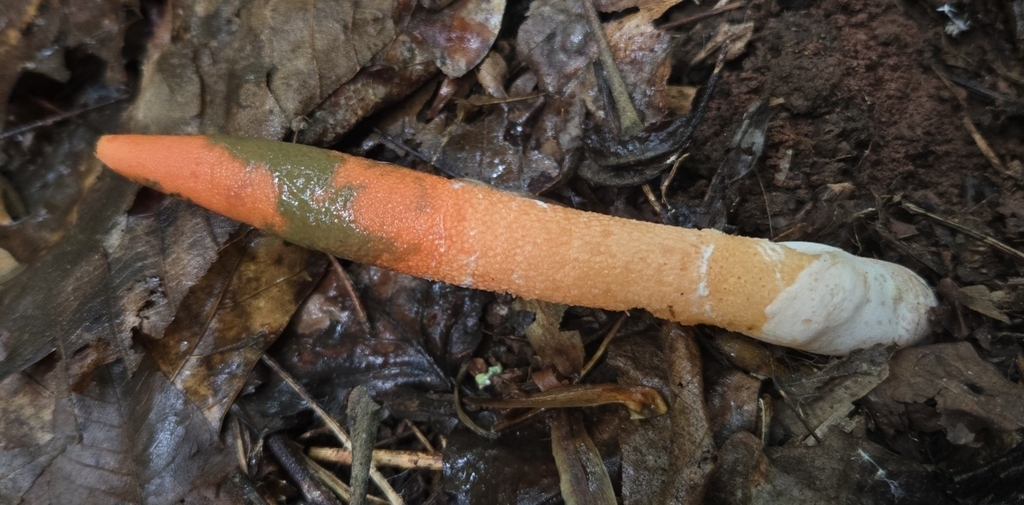 devil's dipstick · May 2026 · photo: Photo: (c) Ben Gruhot, some rights reserved (CC BY) · iNaturalist