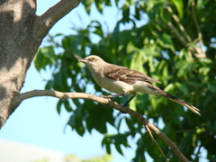 Mimus gilvus