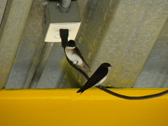 Pygochelidon cyanoleuca