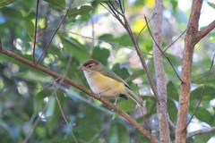 Hylophilus amaurocephalus