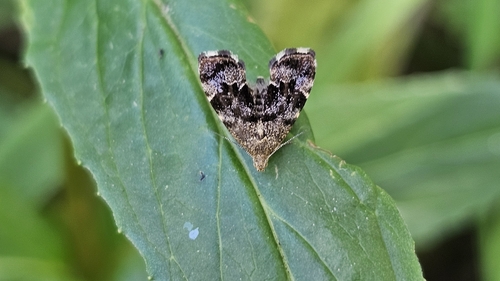 Common Nettle-tap