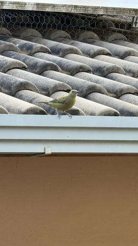Palm Tanager