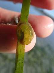 Phyllaplysia taylori