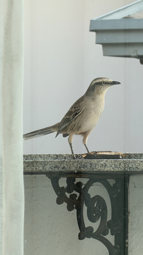 Chalk-browed Mockingbird
