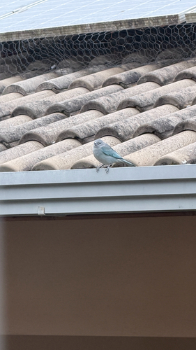 Sayaca Tanager