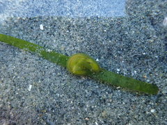 Phyllaplysia taylori