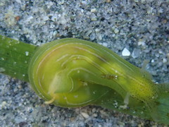 Phyllaplysia taylori