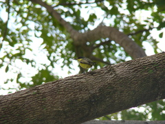 Todirostrum cinereum