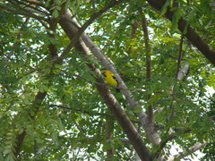 Icterus nigrogularis