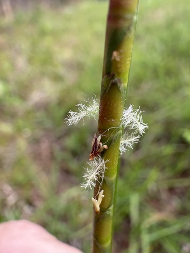 Rottboellia campestris, photograph 5