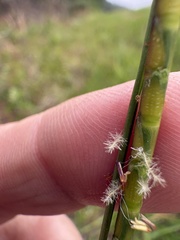 Rottboellia campestris, photograph Becky Dill, CC0, iNaturalist via GBIF