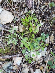 Osmorhiza brachypoda