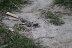 Paracotalpa granicollis