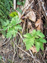 Dicentra formosa formosa