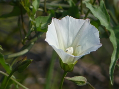 Calystegia macrostegia arida